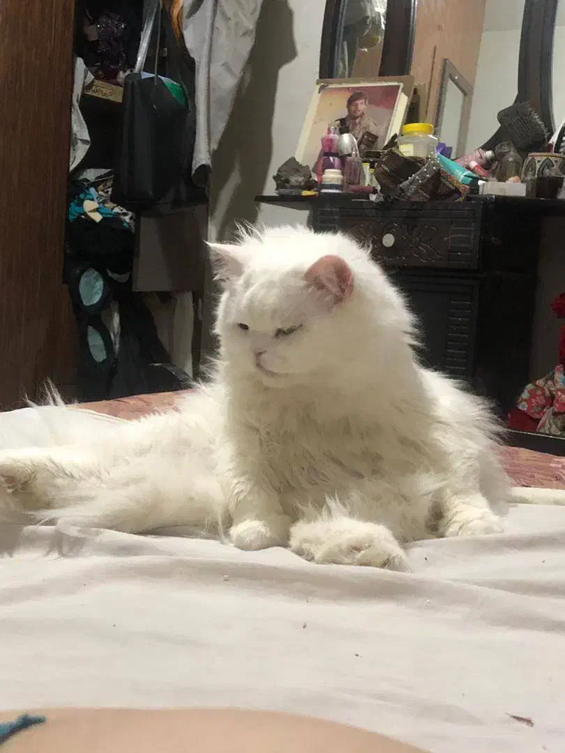 کربه پرشین سیبری|گربه|بم, |دیوار