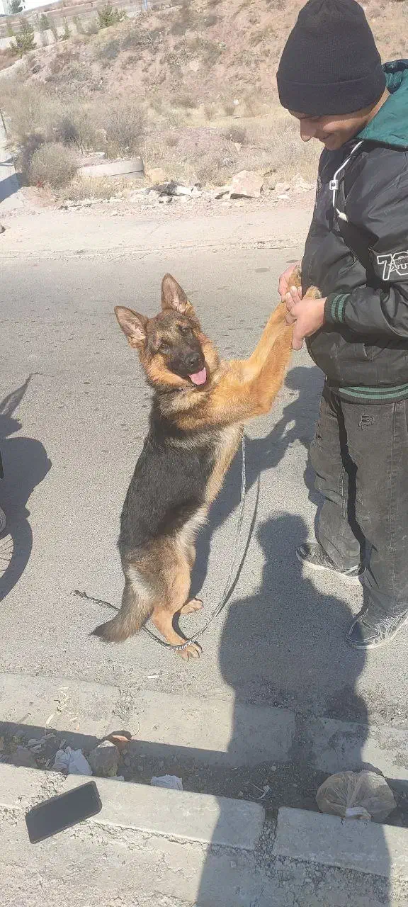 سگ ژرمن شپرد|سگ|پردیس, فاز ۱۱|دیوار