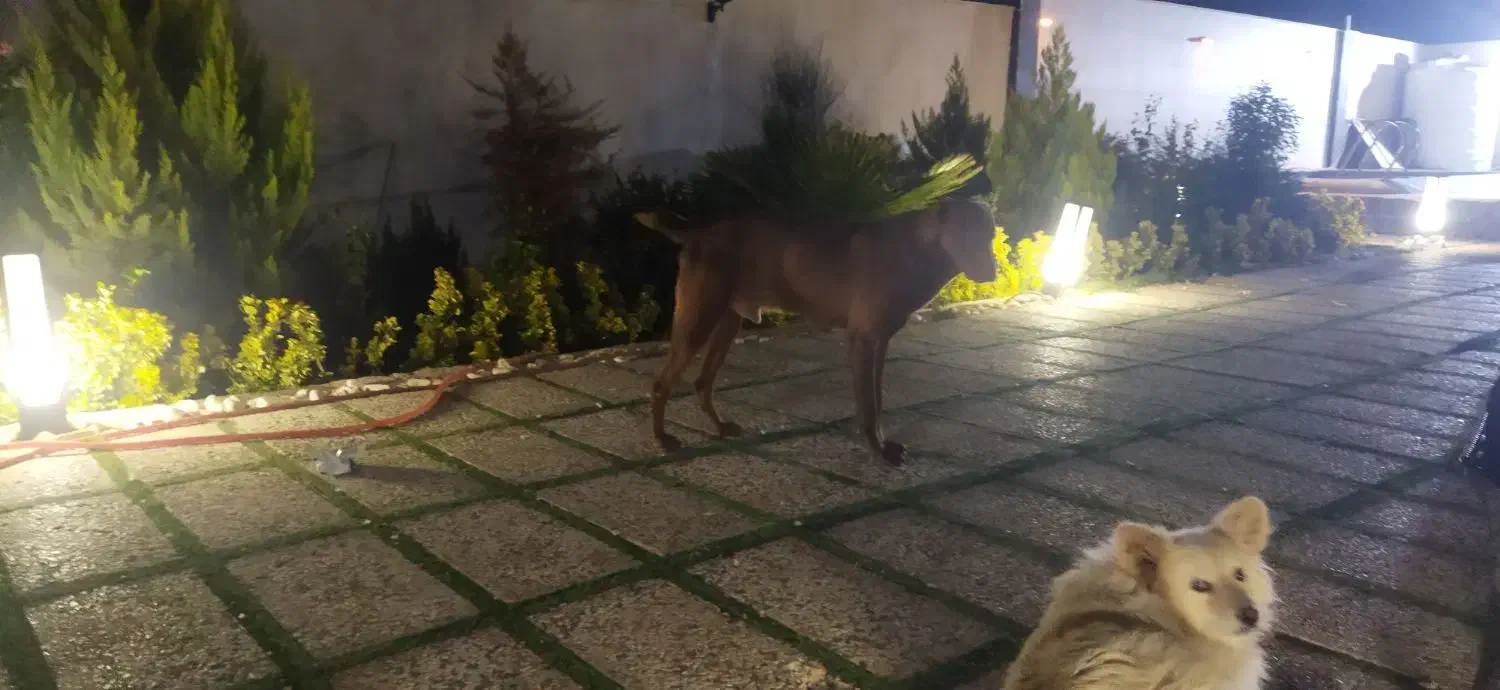 سگ دوبر من|سگ|کرج, فاز ۱ مهرشهر|دیوار