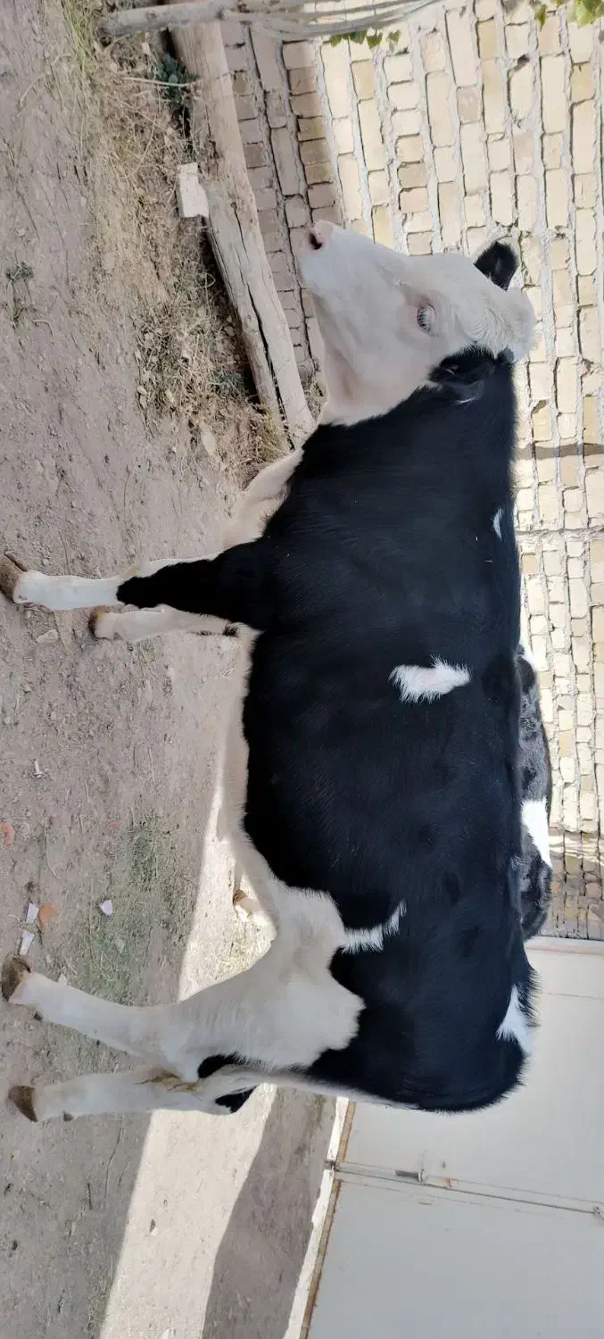 گوساله ماده سیمنتال|حیوانات مزرعه|قیدار, |دیوار