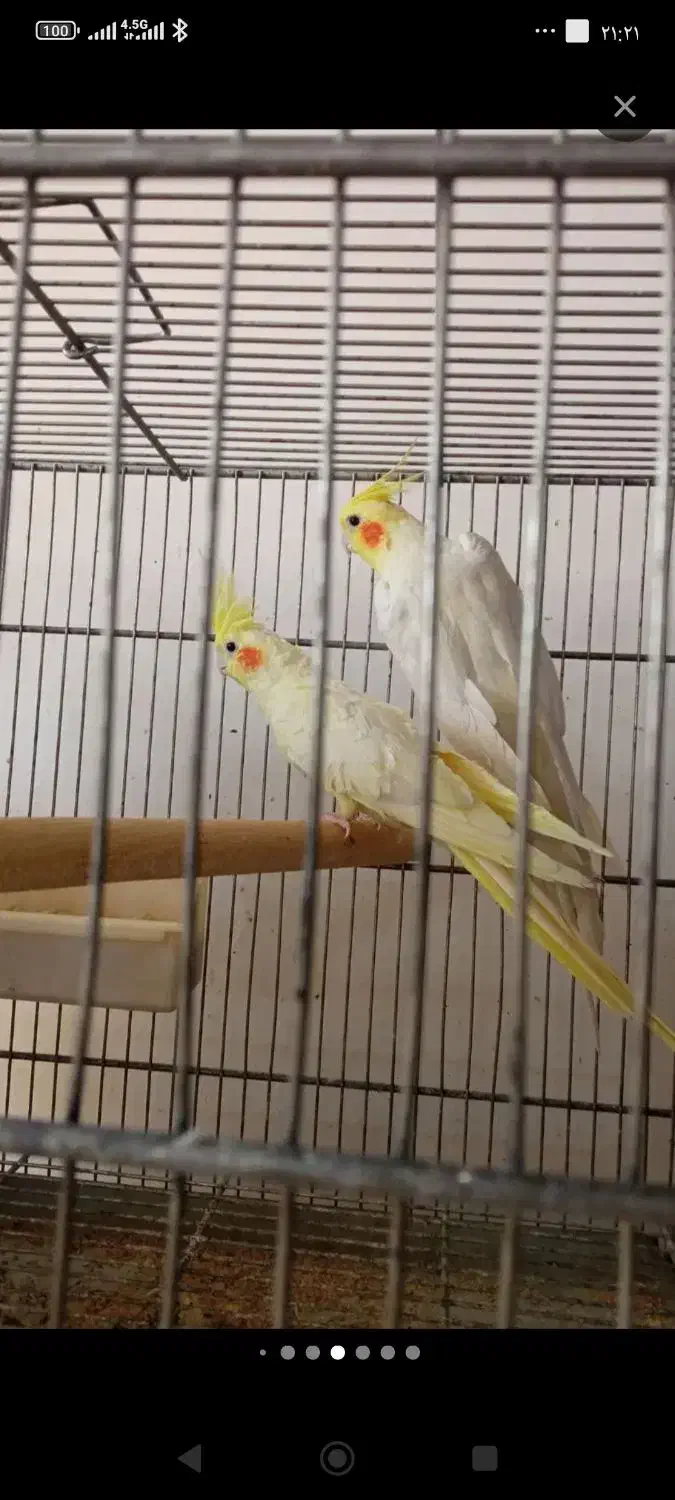 عروس هلندی مولد لوتینو|پرنده|چهارباغ, |دیوار