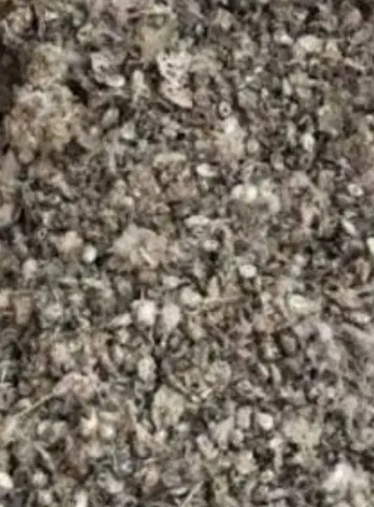 فضله کبوتر خانگی|حیوانات مزرعه|کرمانشاه, |دیوار