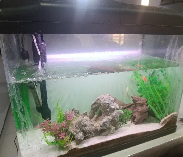 اکواریوم|ماهی|تربتحیدریه, شهرک ولیعصر|دیوار