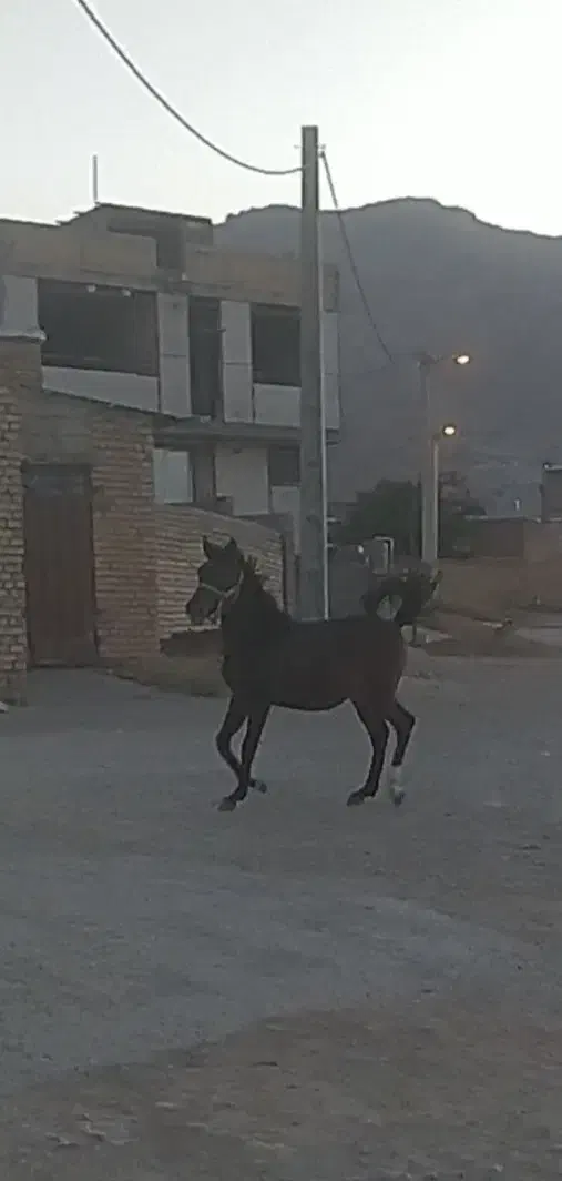 کره نریون|اسب و تجهیزات اسب‌سواری|بن, |دیوار