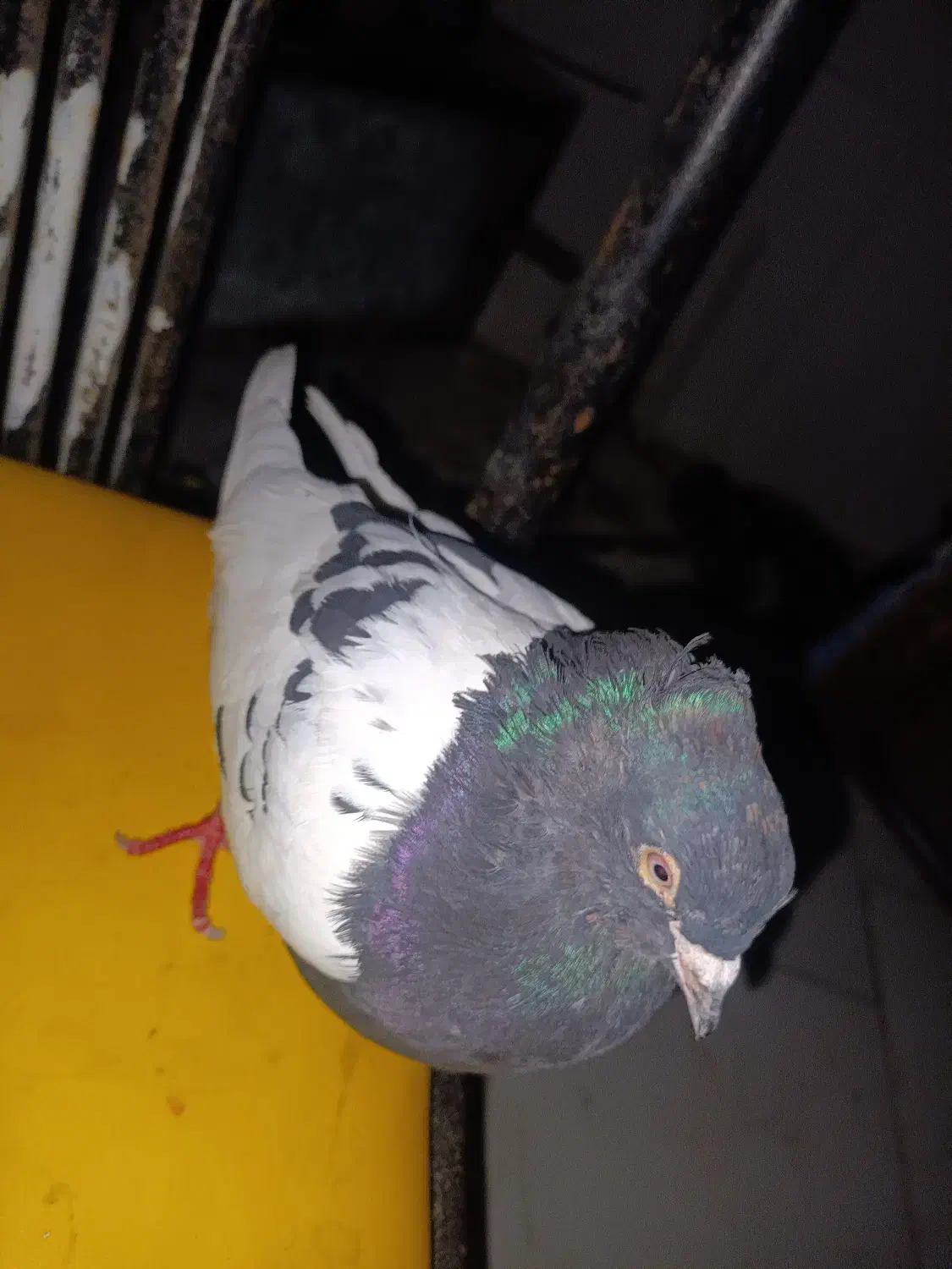 ۳تا سینه سیا|حراج|درمیان, |دیوار