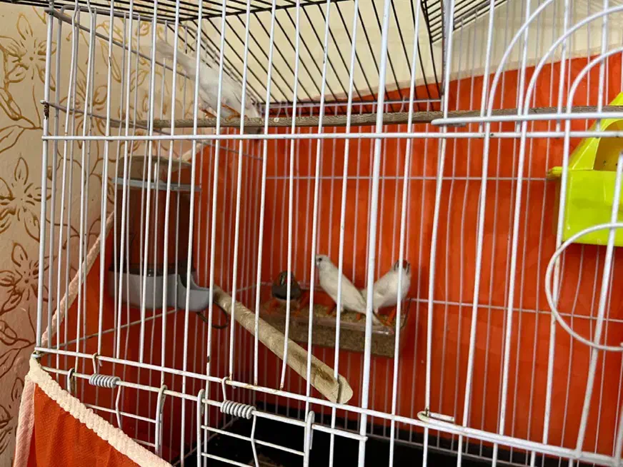 پرنده فنج|پرنده|سیرجان, |دیوار