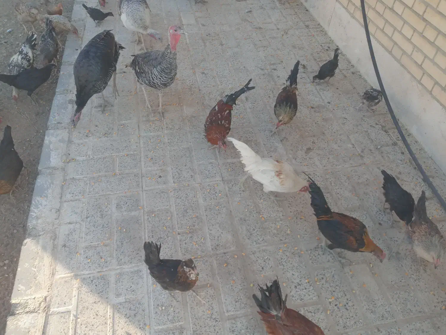 مرغ وبوقلمون|حیوانات مزرعه|صحنه, |دیوار