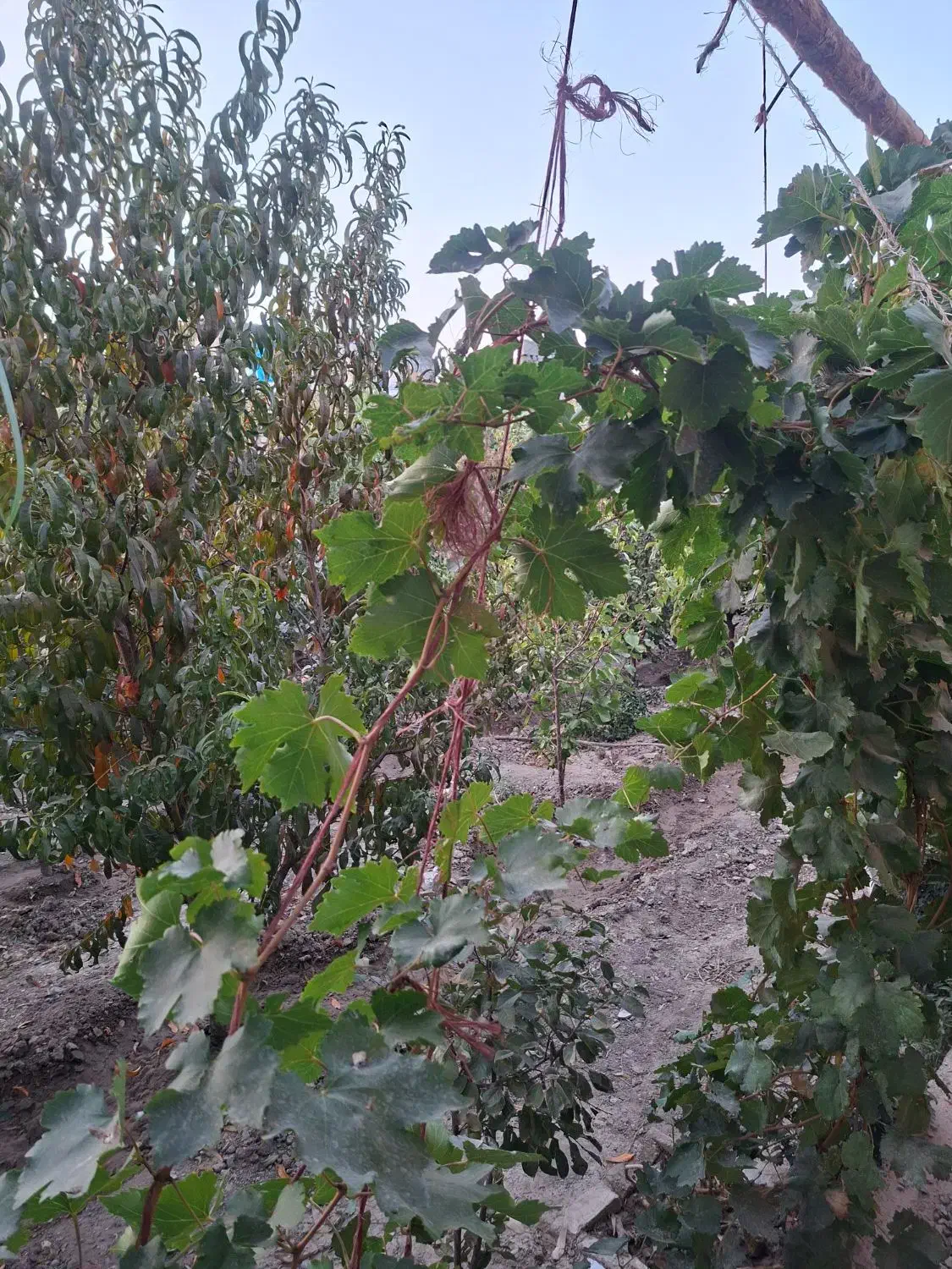 نیازمند هم خانه .|اجارهٔ خانه و ویلا|اصفهان, دانشگاه اصفهان|دیوار