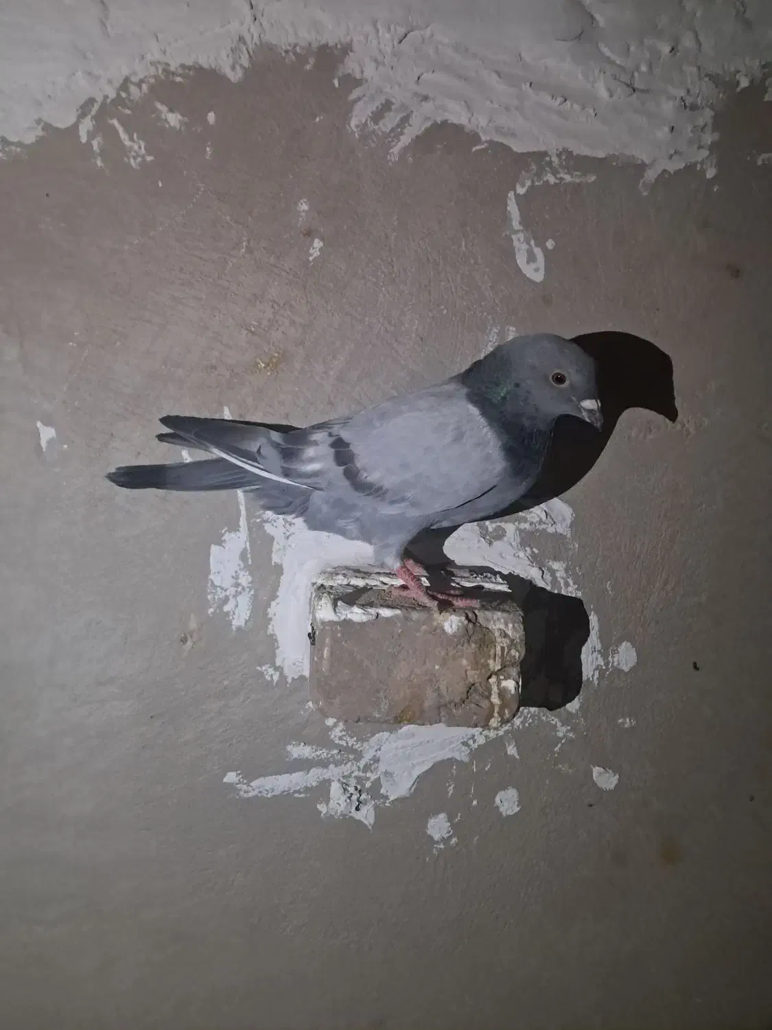 کبوتر پلاکی|پرنده|سراوان, |دیوار