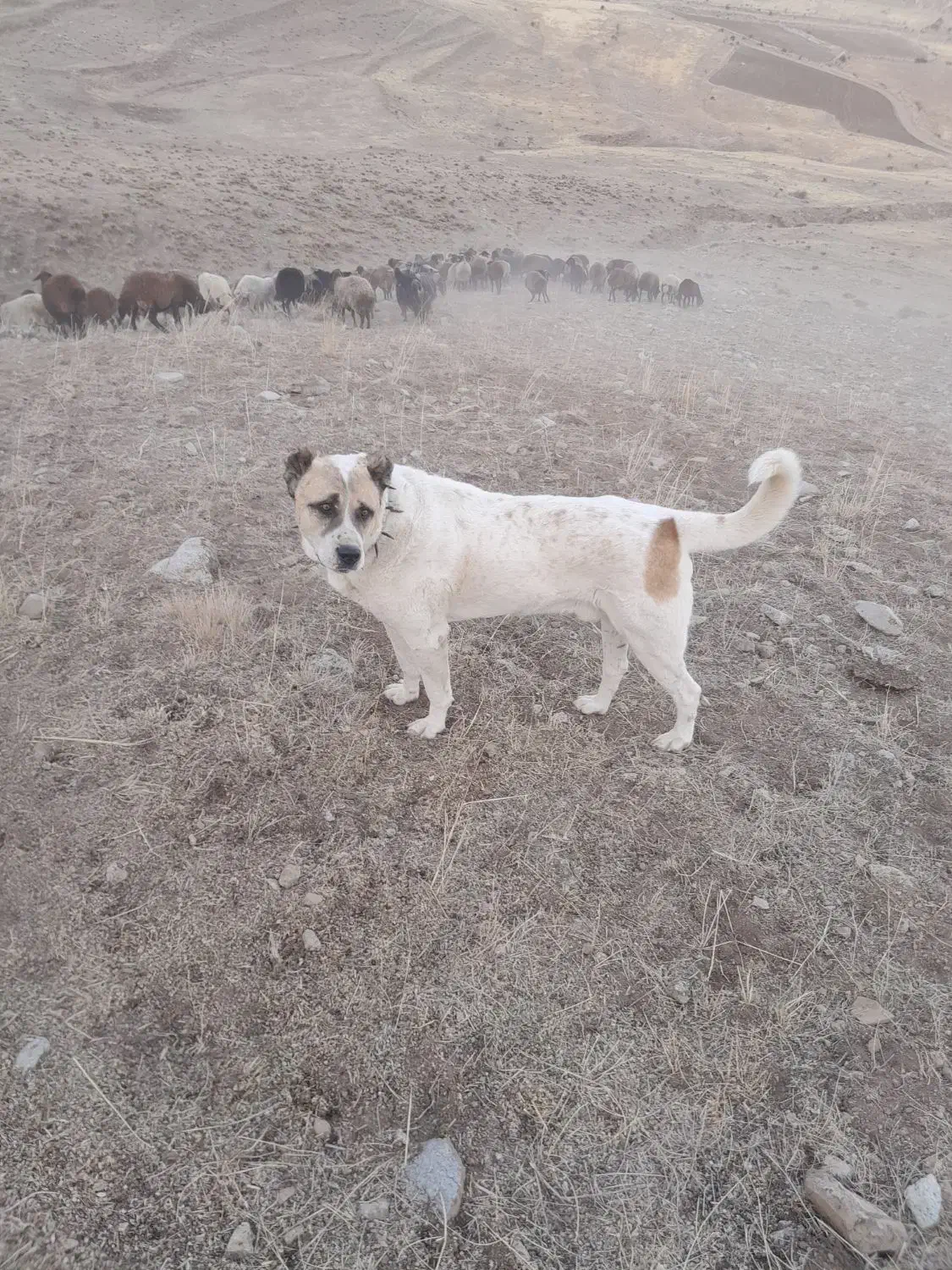 فروش سگ گله|سگ|هادی شهر, |دیوار