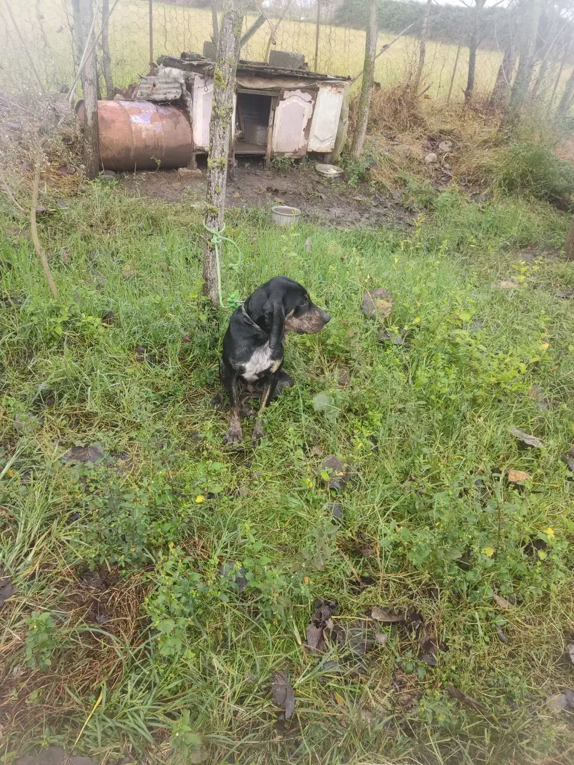 سگ شکاری پوینتر ماده شکاربلد|سگ|املش, |دیوار