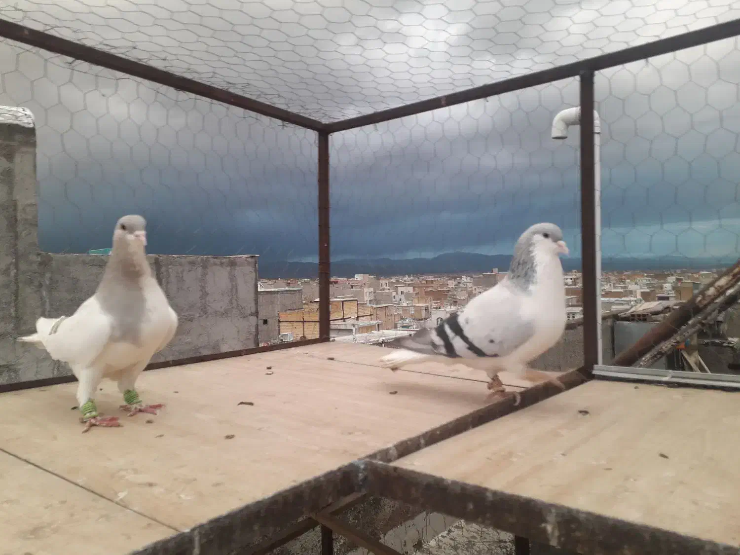 چند جفت سیاهپوش|پرنده|قزوین, |دیوار