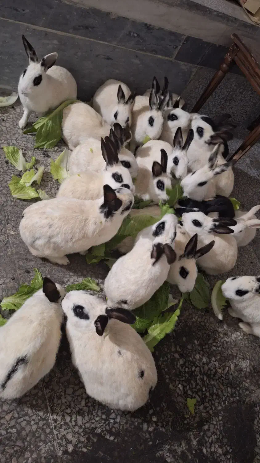 خرگوش|موش و خرگوش|تبریز, |دیوار