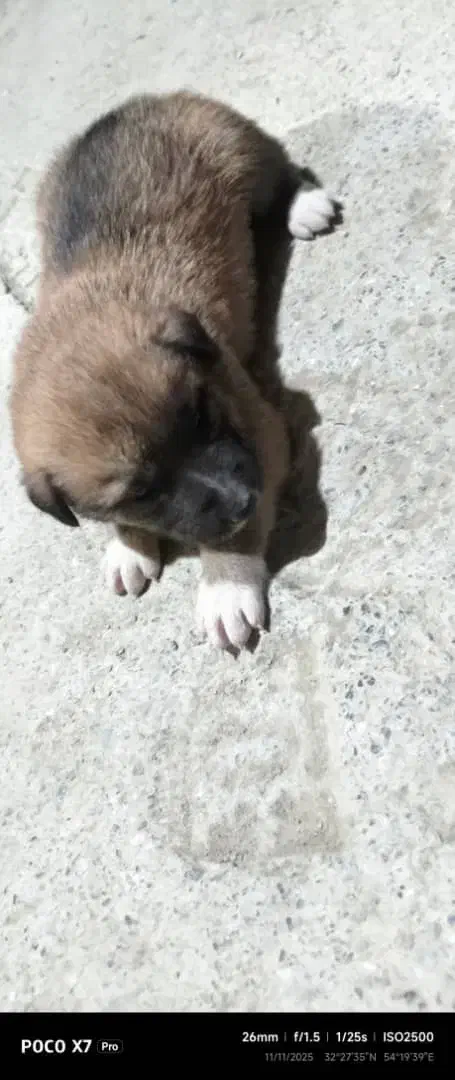 سلام توله سگ ژرمن چهار عدد نر و ماده|سگ|یزد, |دیوار