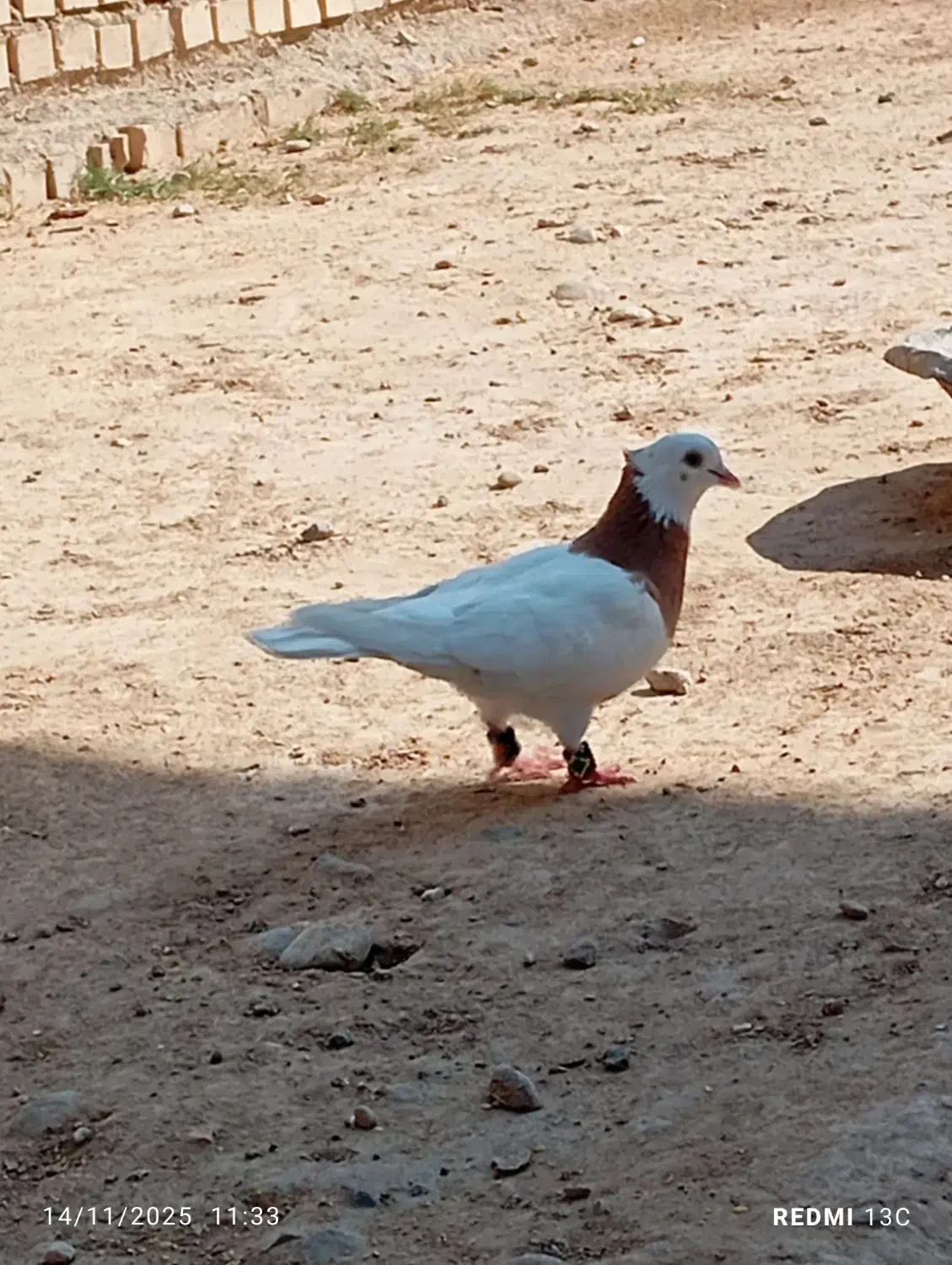 طوقی|پرنده|بهبهان, |دیوار