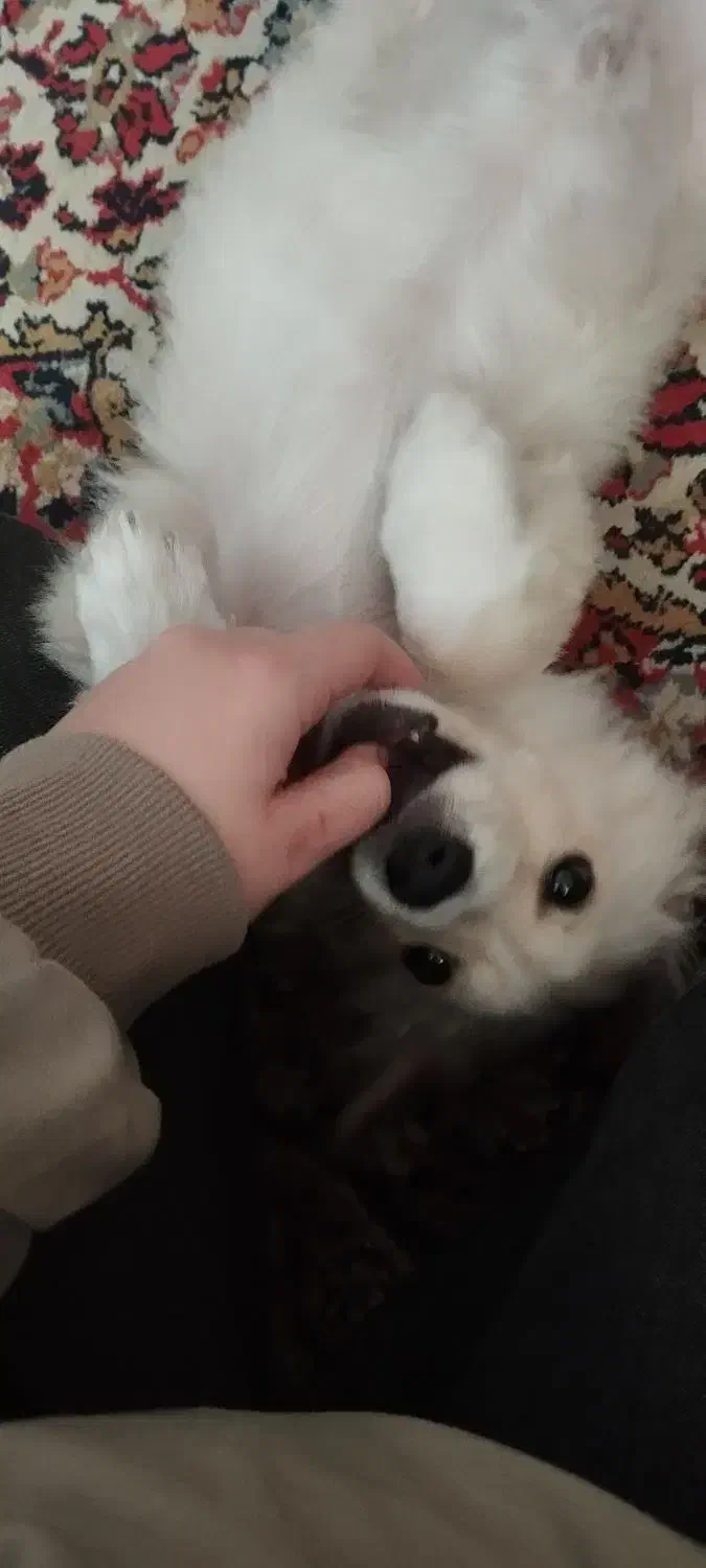 میکس|سگ|گلبهار, شهر جدید گلبهار|دیوار