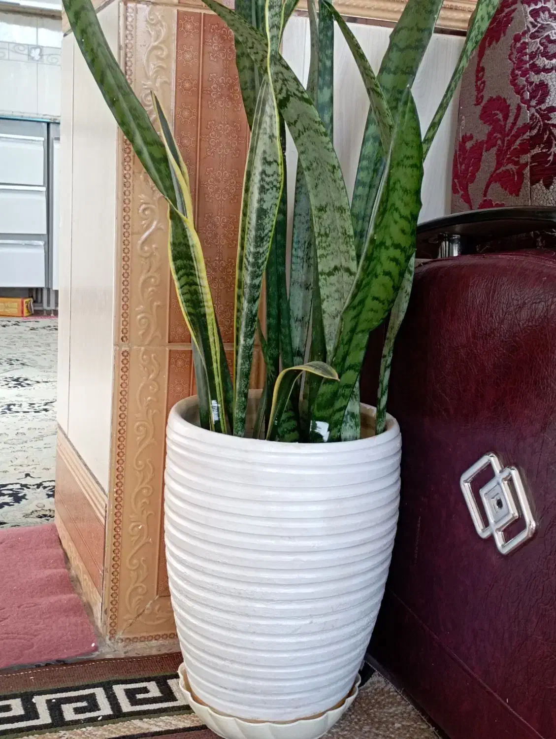 گل سانسوریا دو رنگ|گل و گیاه طبیعی|بهمن صغاد, |دیوار