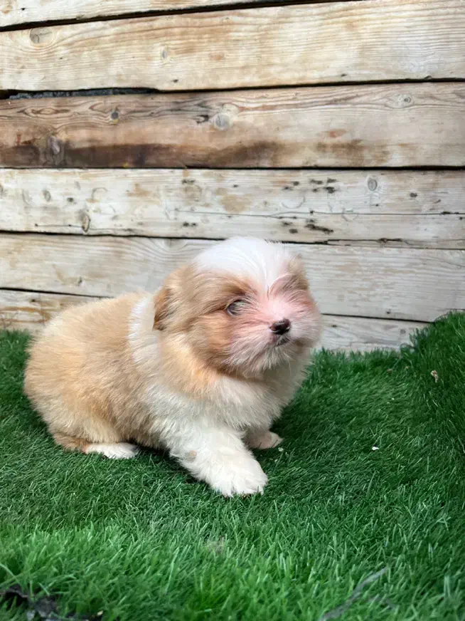 واگذاری شیتزو‌کراس|سگ|چالوس, |دیوار