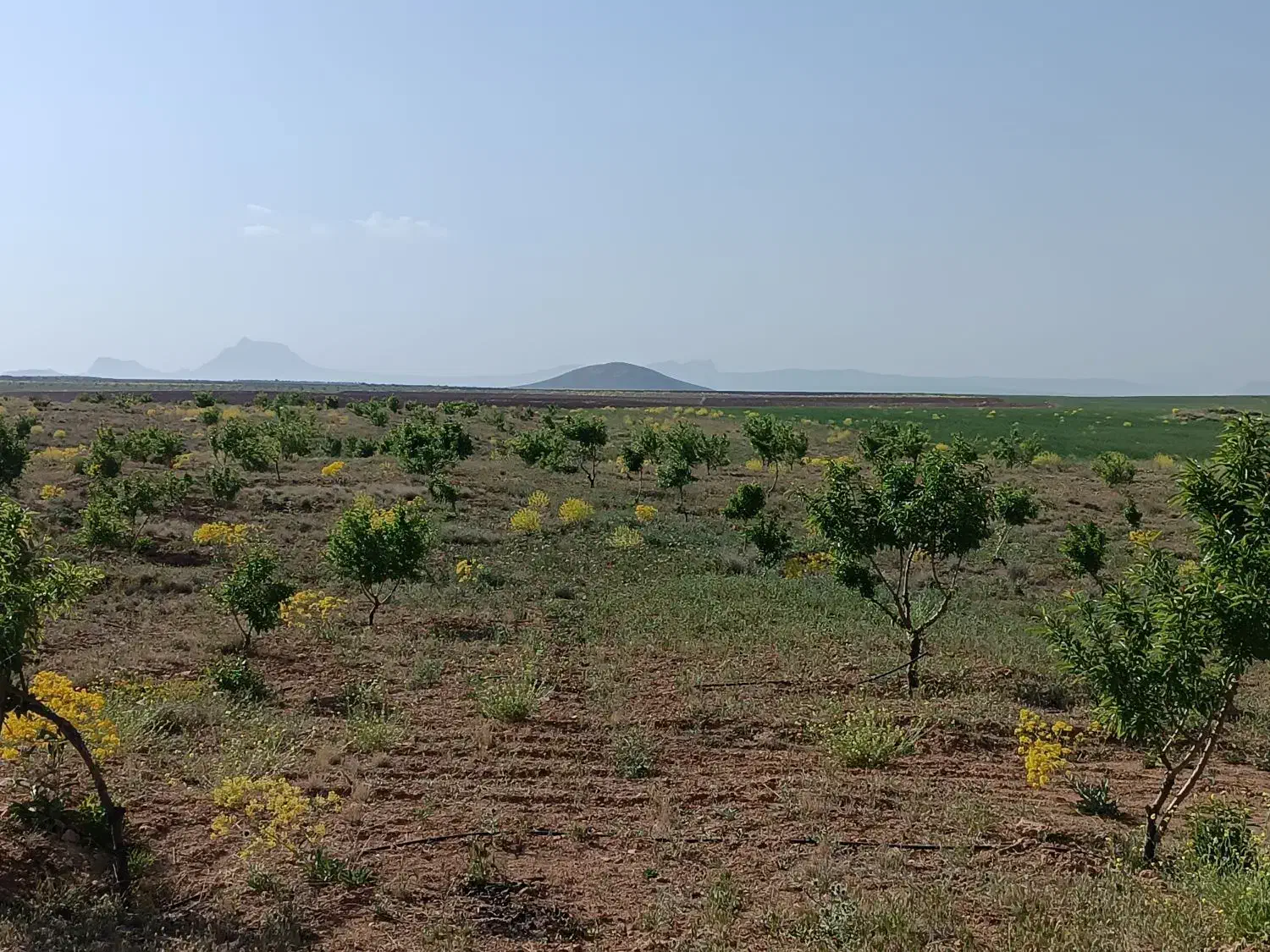 زمین کشاورزی قطره ای به مساحت ده جریب|فروش زمین و ملک کلنگی|چادگان, |دیوار