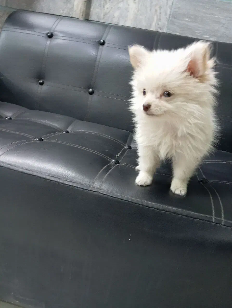 توله 3ماهه پامرخرسی|سگ|قرچک, مهدیه|دیوار