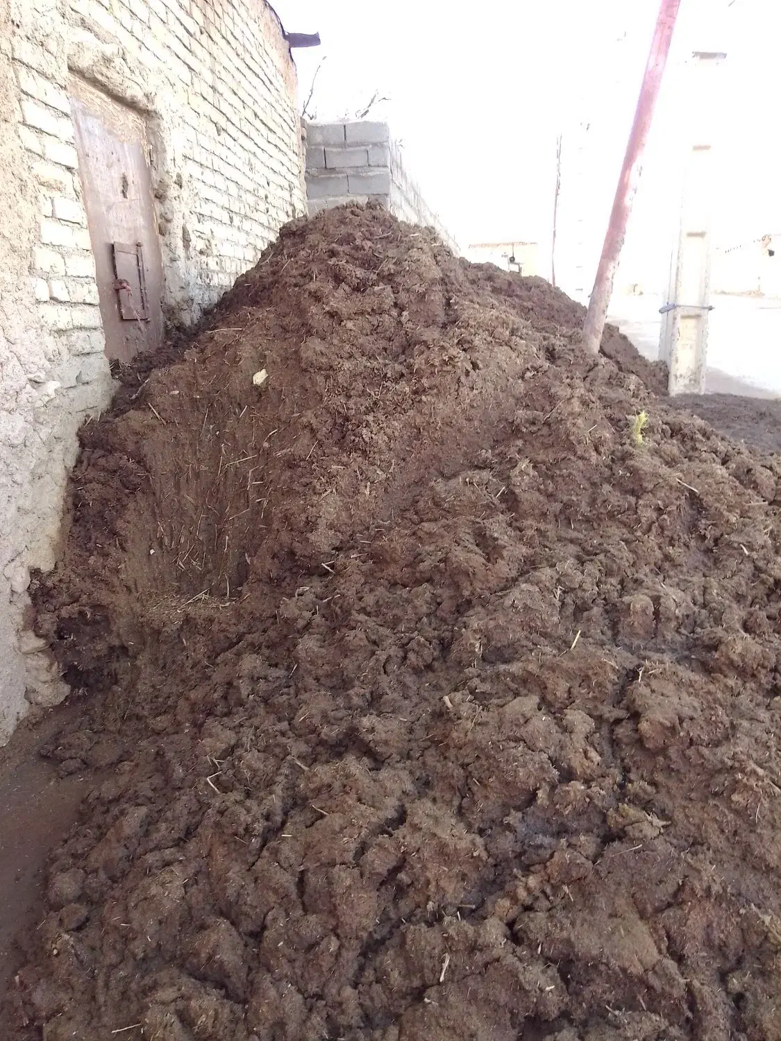 پهن گاو|گل و گیاه طبیعی|دوتپه, |دیوار