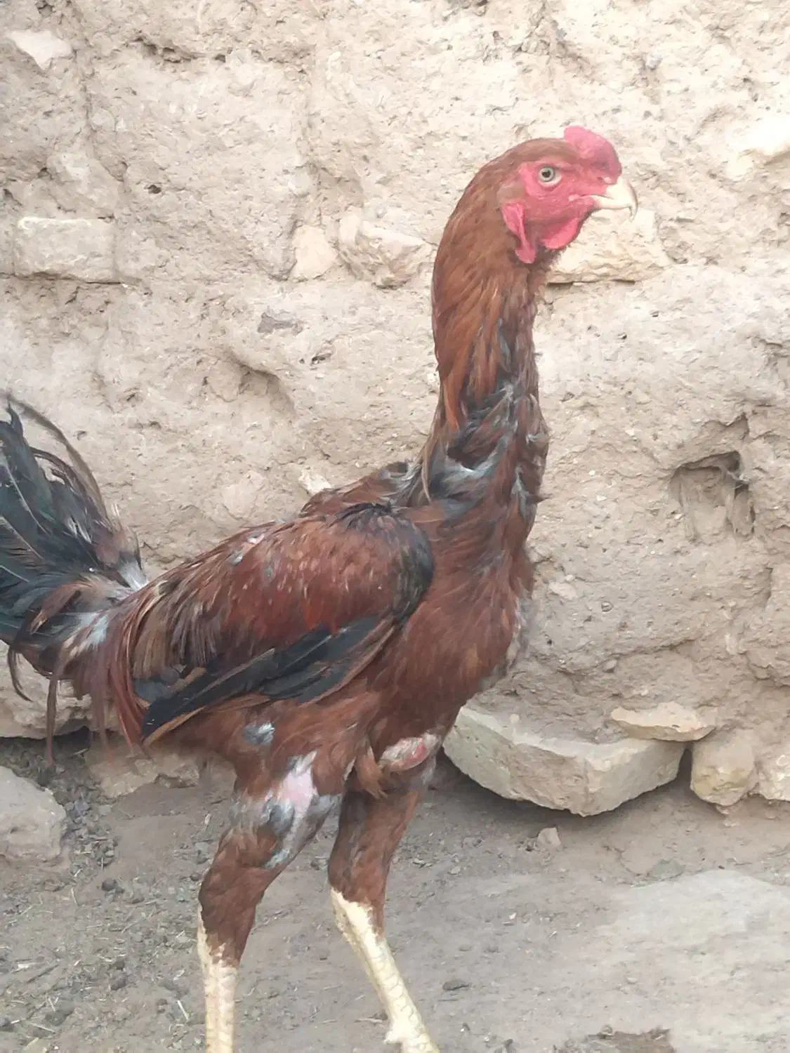 جوجه لاری|حیوانات مزرعه|تربت جام, معدآباد|دیوار