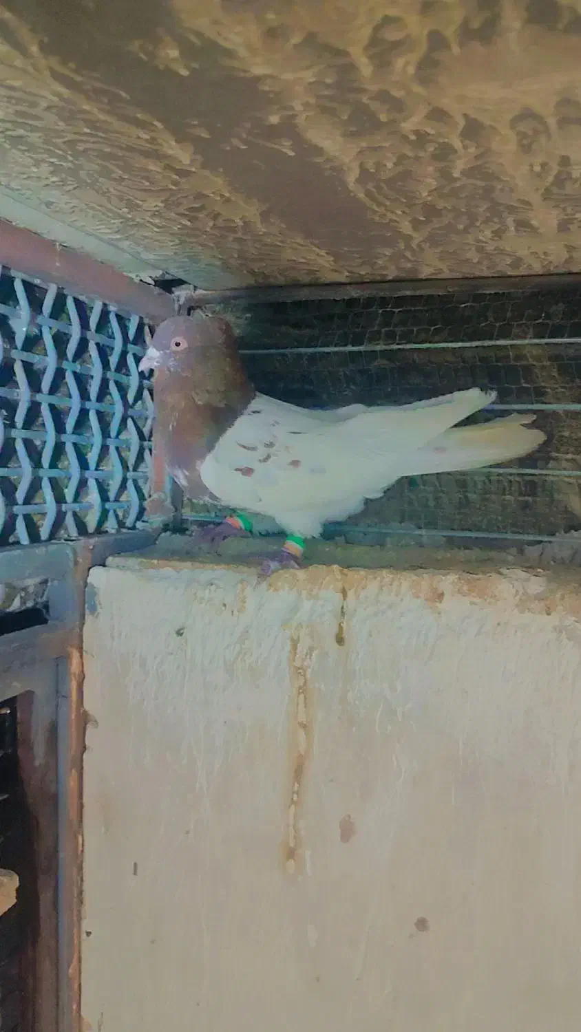 کفتر کبوتر|پرنده|آشخانه, |دیوار