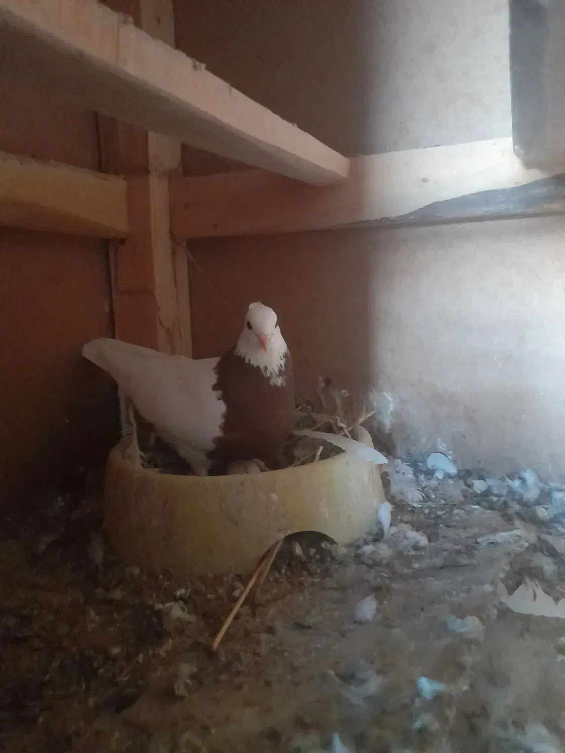 کبوتر طوقی|پرنده|کرخه, |دیوار