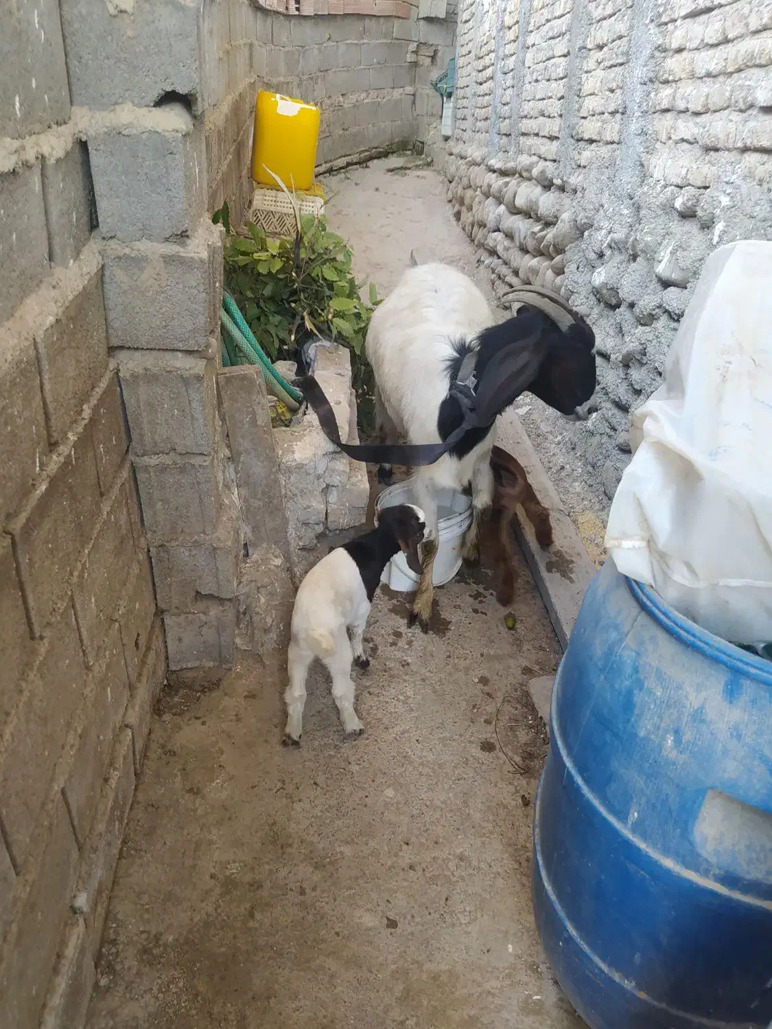 بز بزغاله دار دوقلو جوان شیردار|حیوانات مزرعه|ساری, |دیوار