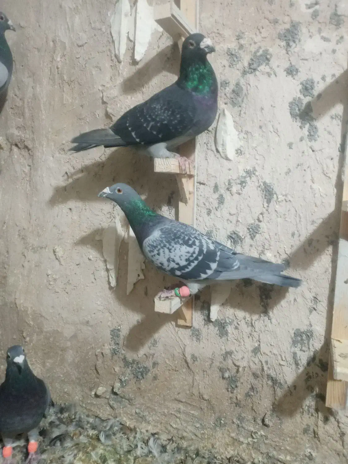 کبوتر آلمانی|پرنده|قائن, |دیوار