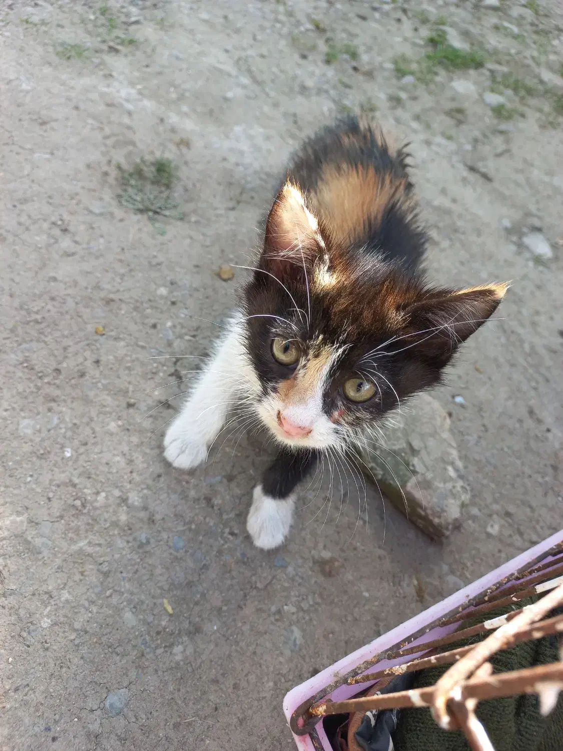 واگذاری گربه ۲ماهه|گربه|رشت, معلم|دیوار