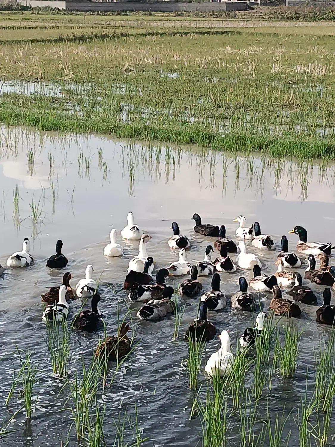 اردک گوشتی و تخم گذار|حیوانات مزرعه|لولمان, |دیوار