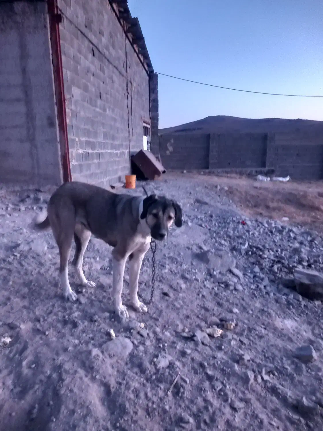 فروشی|سگ|زنجان, |دیوار