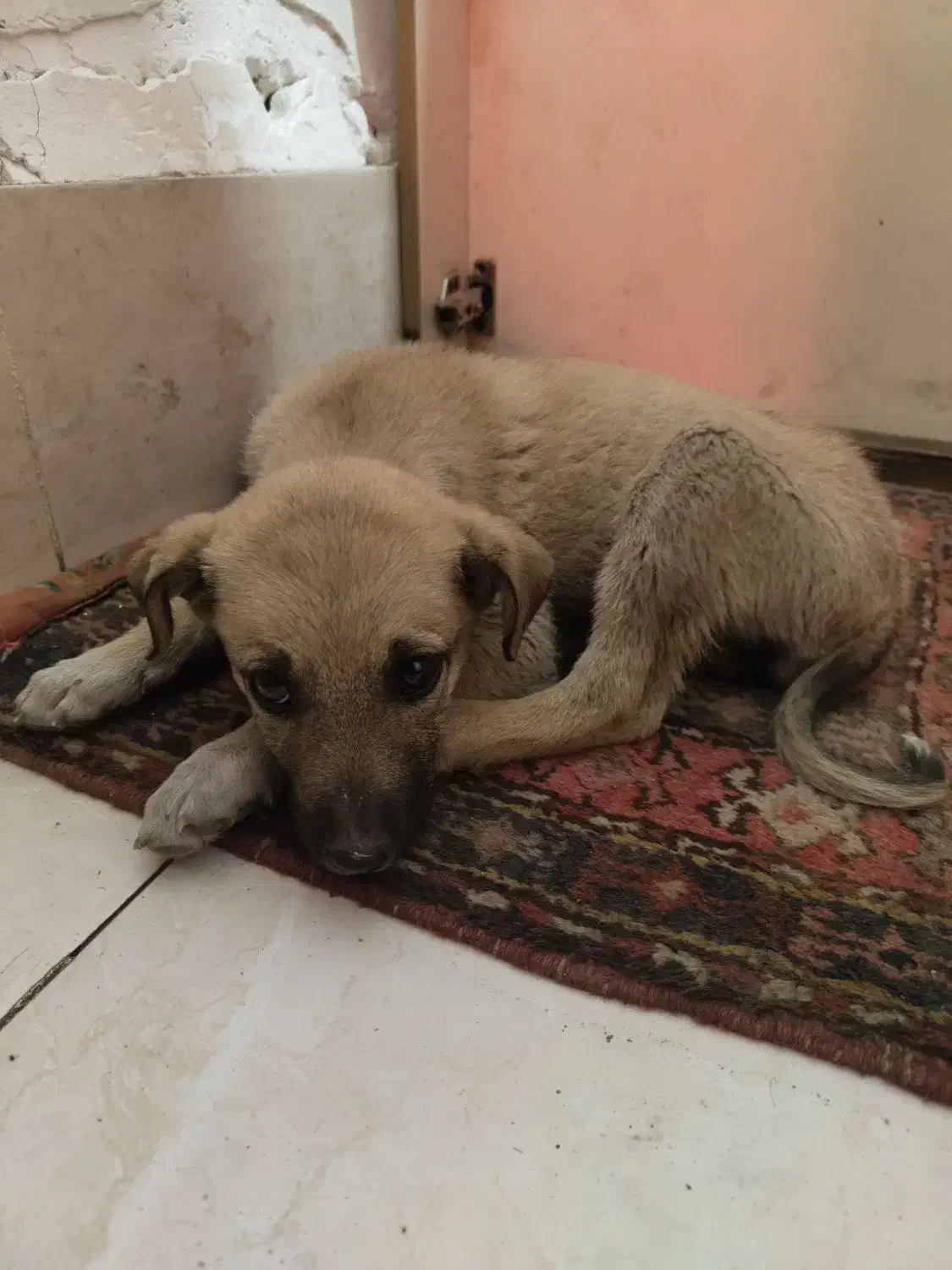 سگ نژاد محلی ماده|سگ|اهر, |دیوار