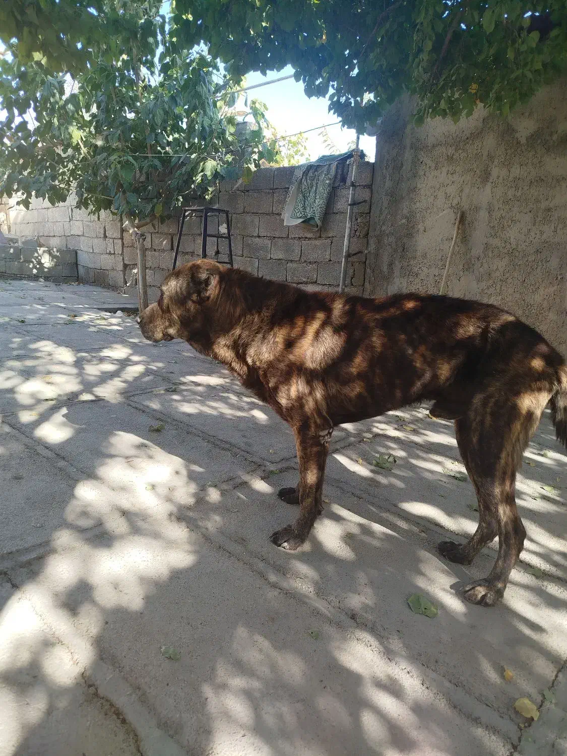 سگ کیوت|سگ|کارزان, |دیوار