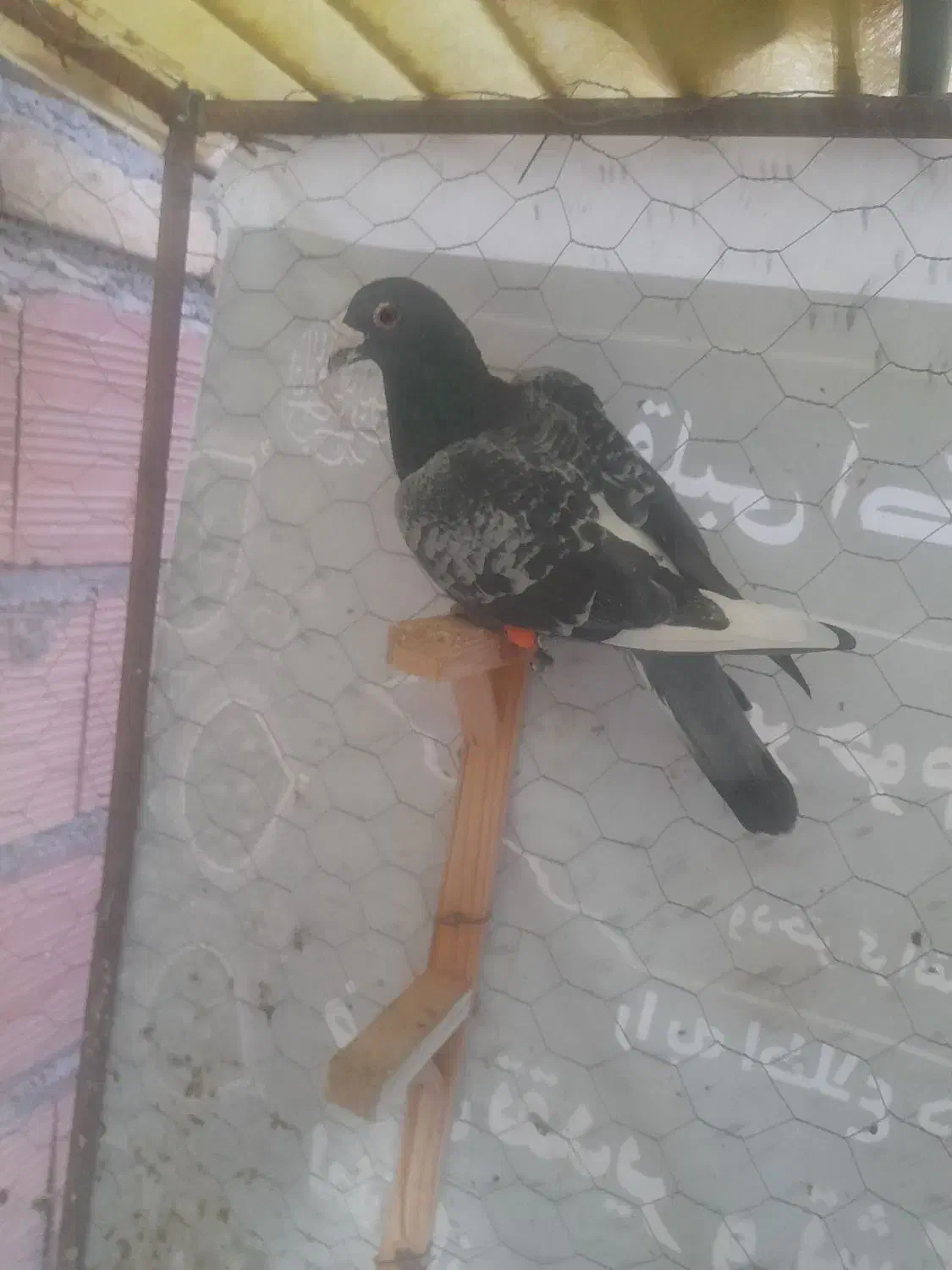 سبز نر صید|پرنده|بجنورد, |دیوار