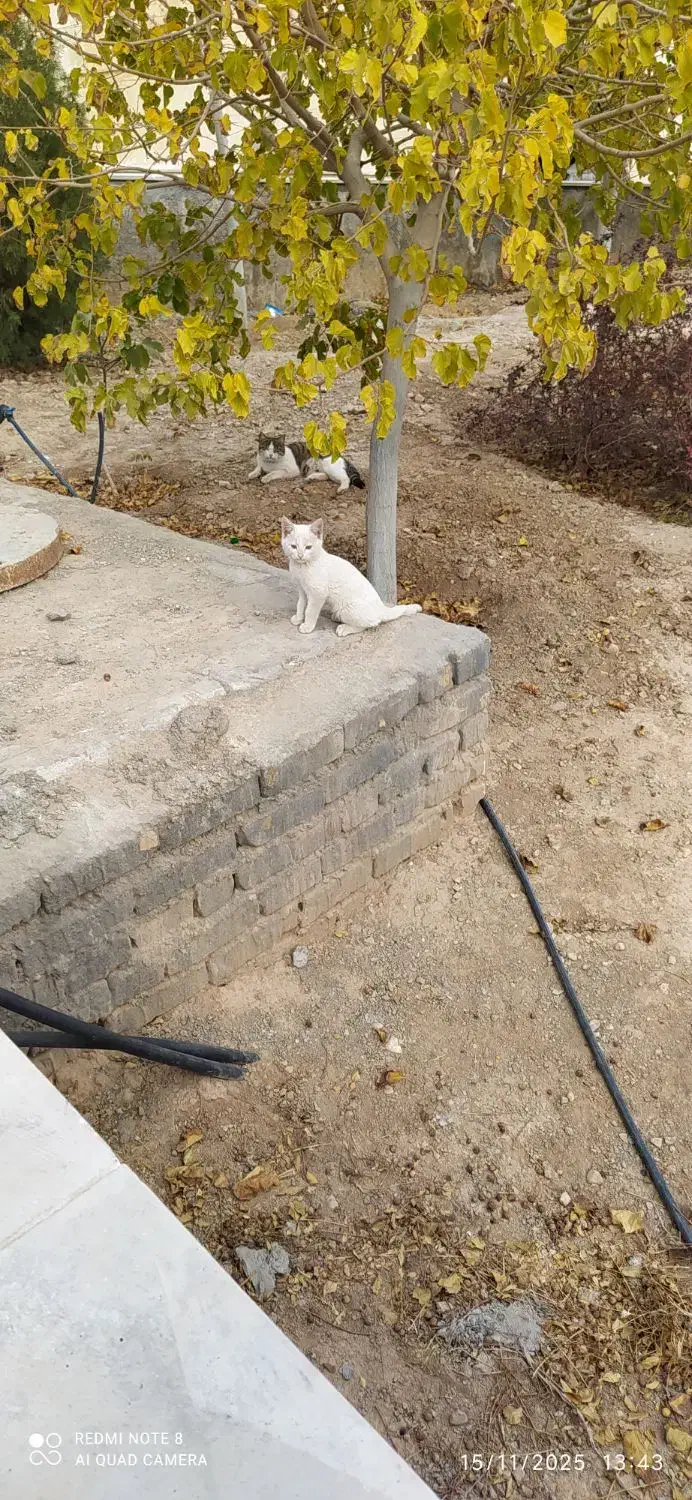 فروش یک عدد بچه گربه سفید|گربه|سمنان, |دیوار