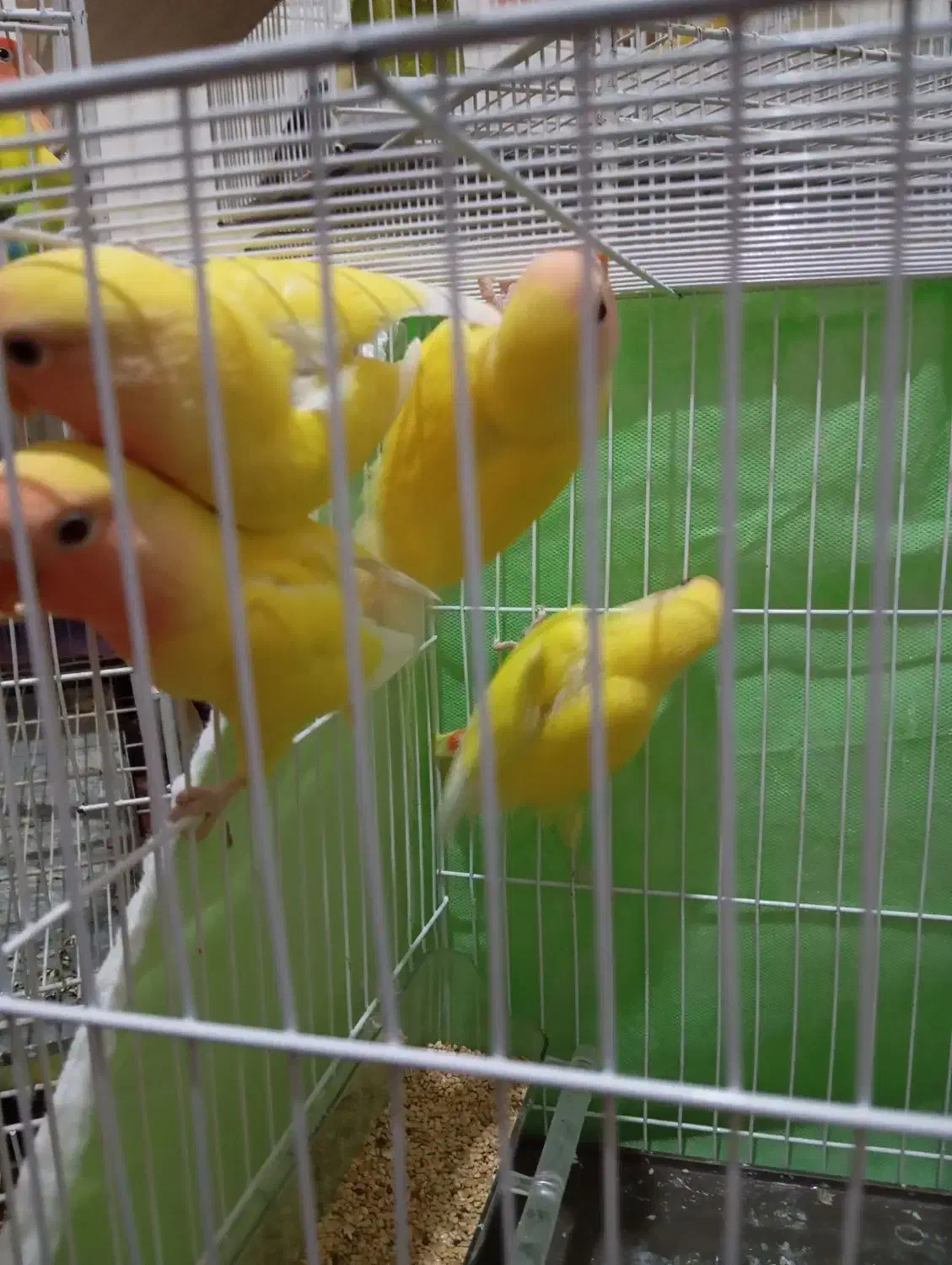 عروسکوتولهجوجه|پرنده|گلبهار, شهر جدید گلبهار|دیوار