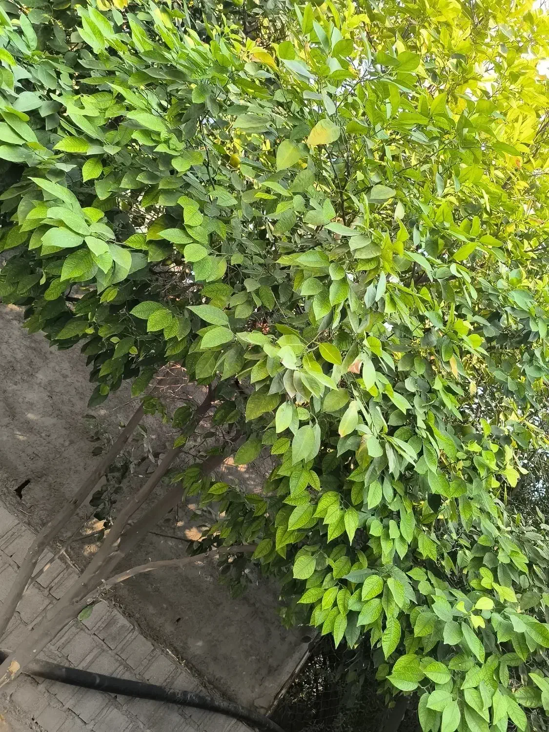 ۲۰۰متر زمین مسکونی جم نزدیک قاعدی فقط 180ملیون کلا|فروش زمین و ملک کلنگی|جم, |دیوار