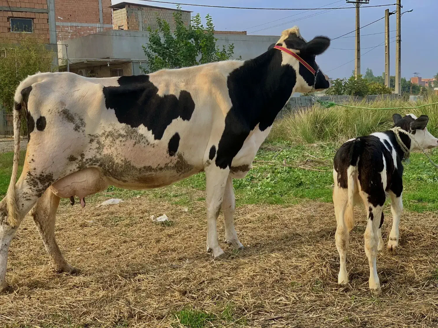 گاو هلشتاین شکم اول با گوساله مونت|حیوانات مزرعه|گرگان, |دیوار