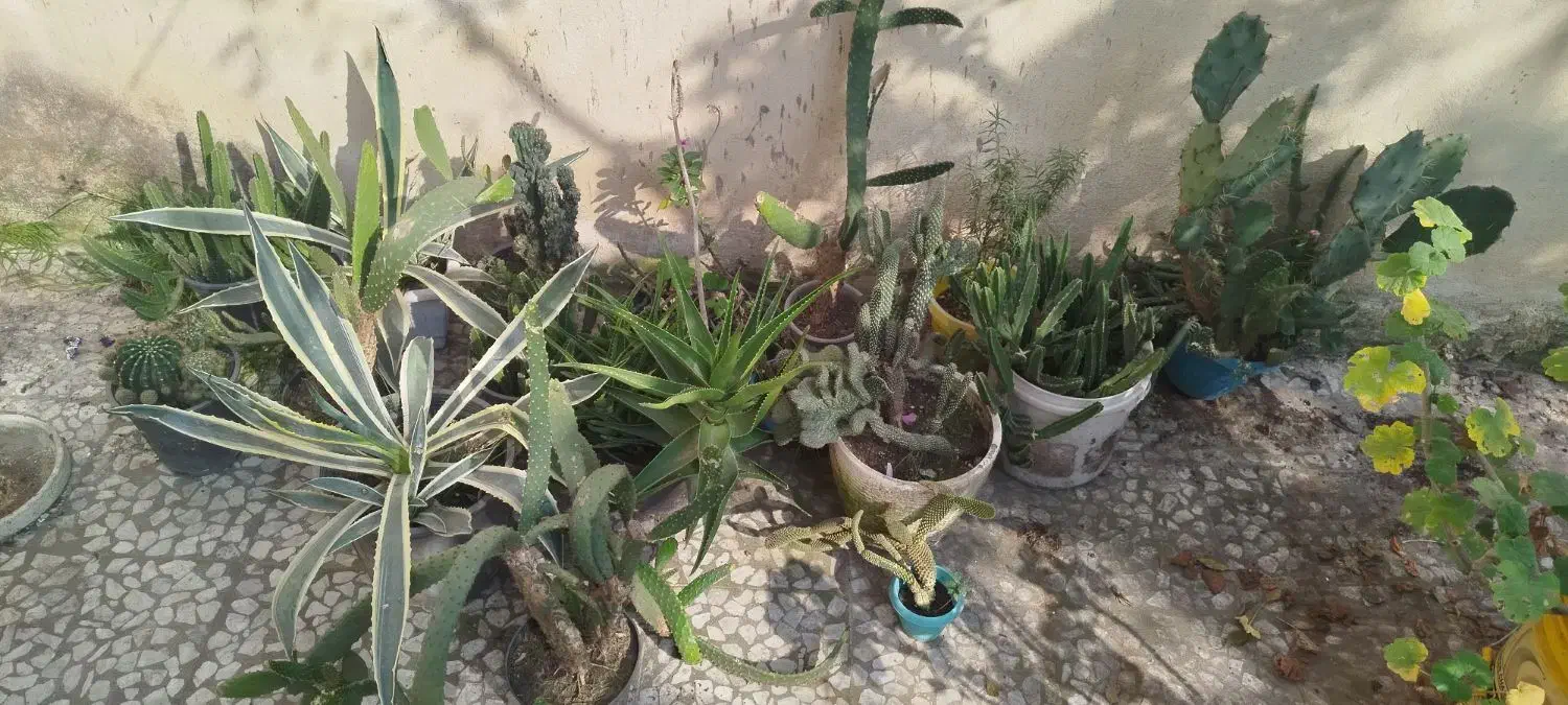 گل طبیعی|گل و گیاه طبیعی|رشت, فرزانه|دیوار