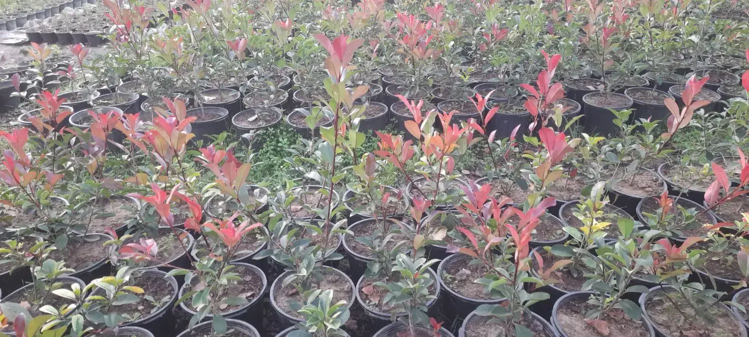 فروش فتونیا|خدمات باغبانی و درختکاری|خرمآباد (تنکابن), |دیوار