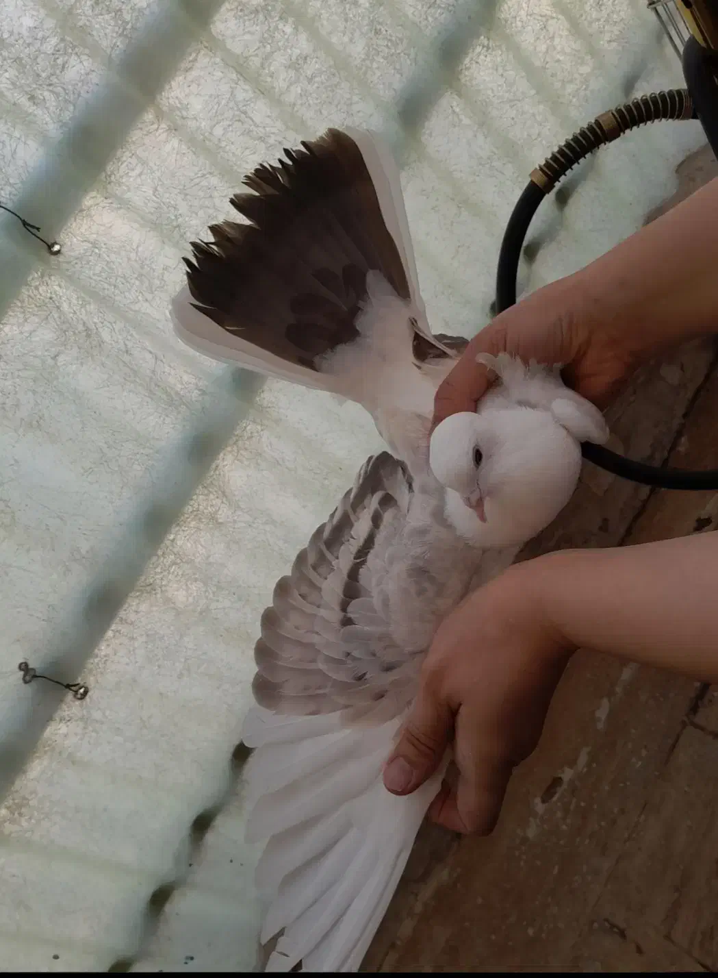 کبوتر نر پرشی  ۱۶ پر دم  و طوطی ملنگو نر وحشی|پرنده|محمدشهر, همایون ویلا|دیوار