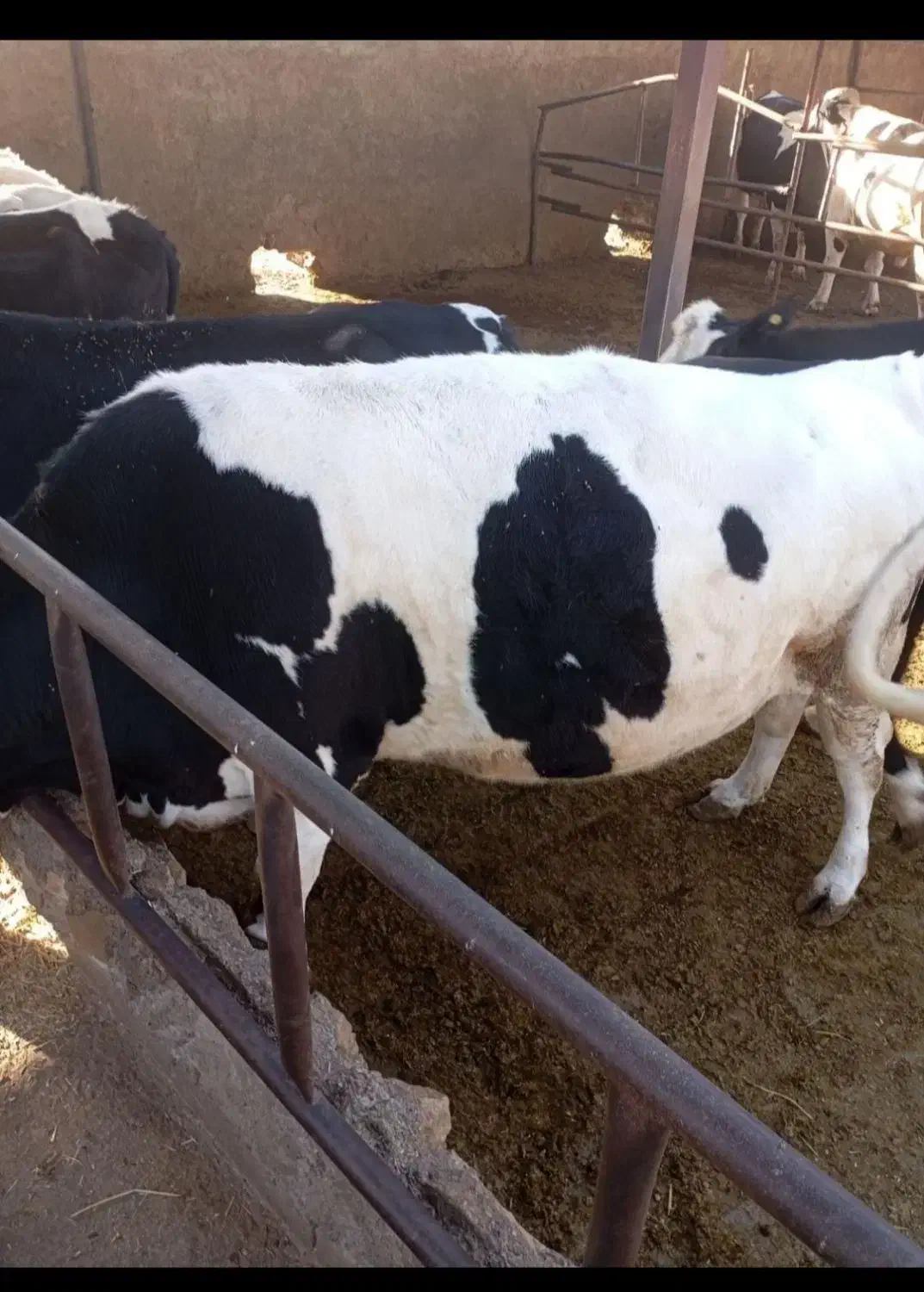 کارگر گاوداری|استخدام صنعتی، فنی، مهندسی|باخزر, |دیوار