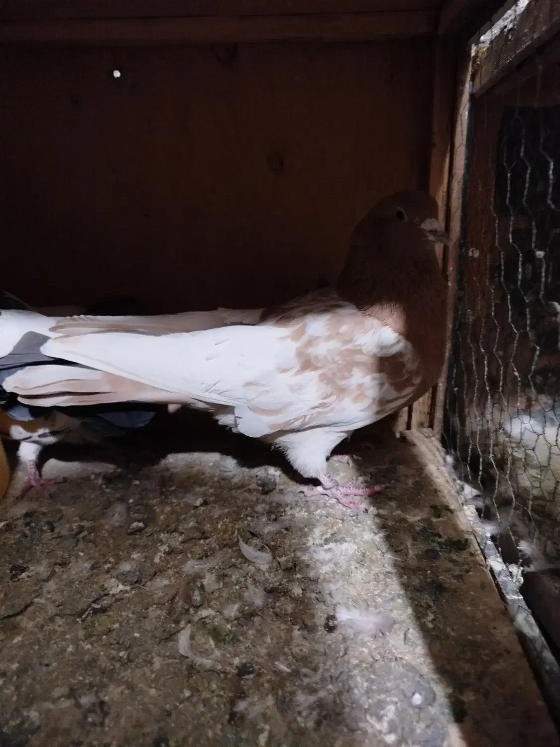 کبوتر مالچه|پرنده|سنندج, |دیوار