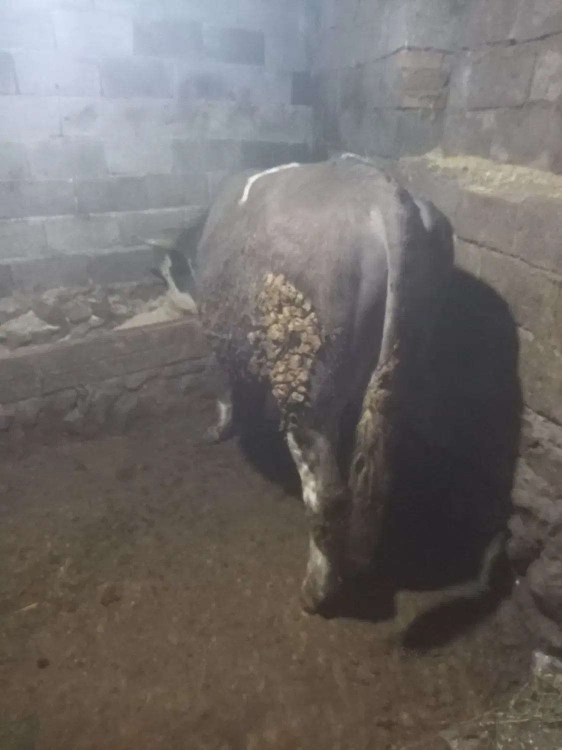 دوراس گاونر|حیوانات مزرعه|جلفا, |دیوار