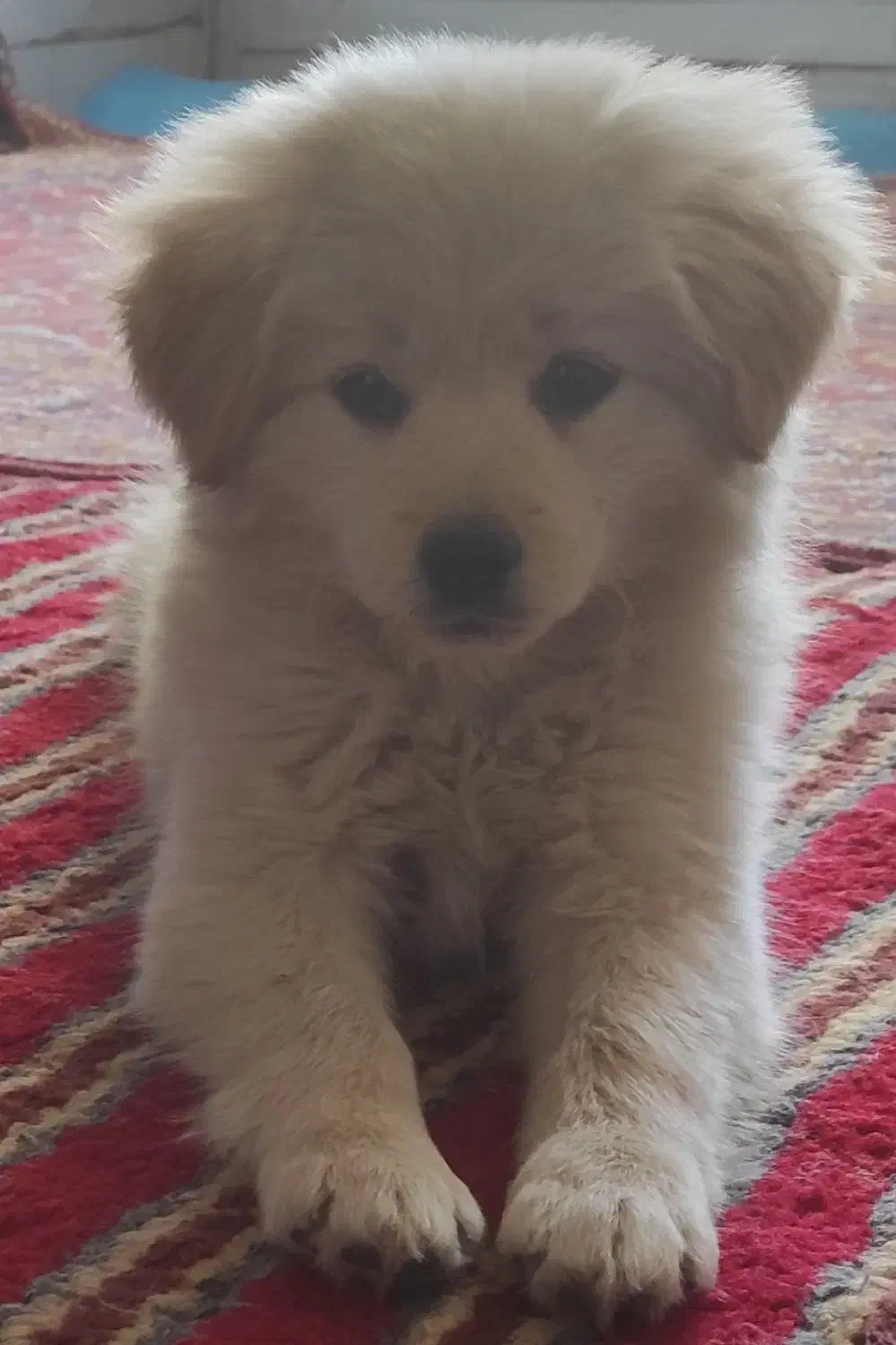 توله پاپی پامر اشپیتز(3)فوری|سگ|نجف‌آباد, ویلاشهر|دیوار