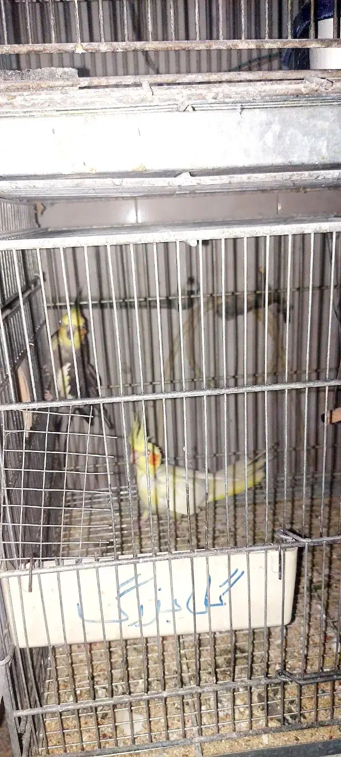 عروس هلندی|پرنده|شهریار, کهنز|دیوار