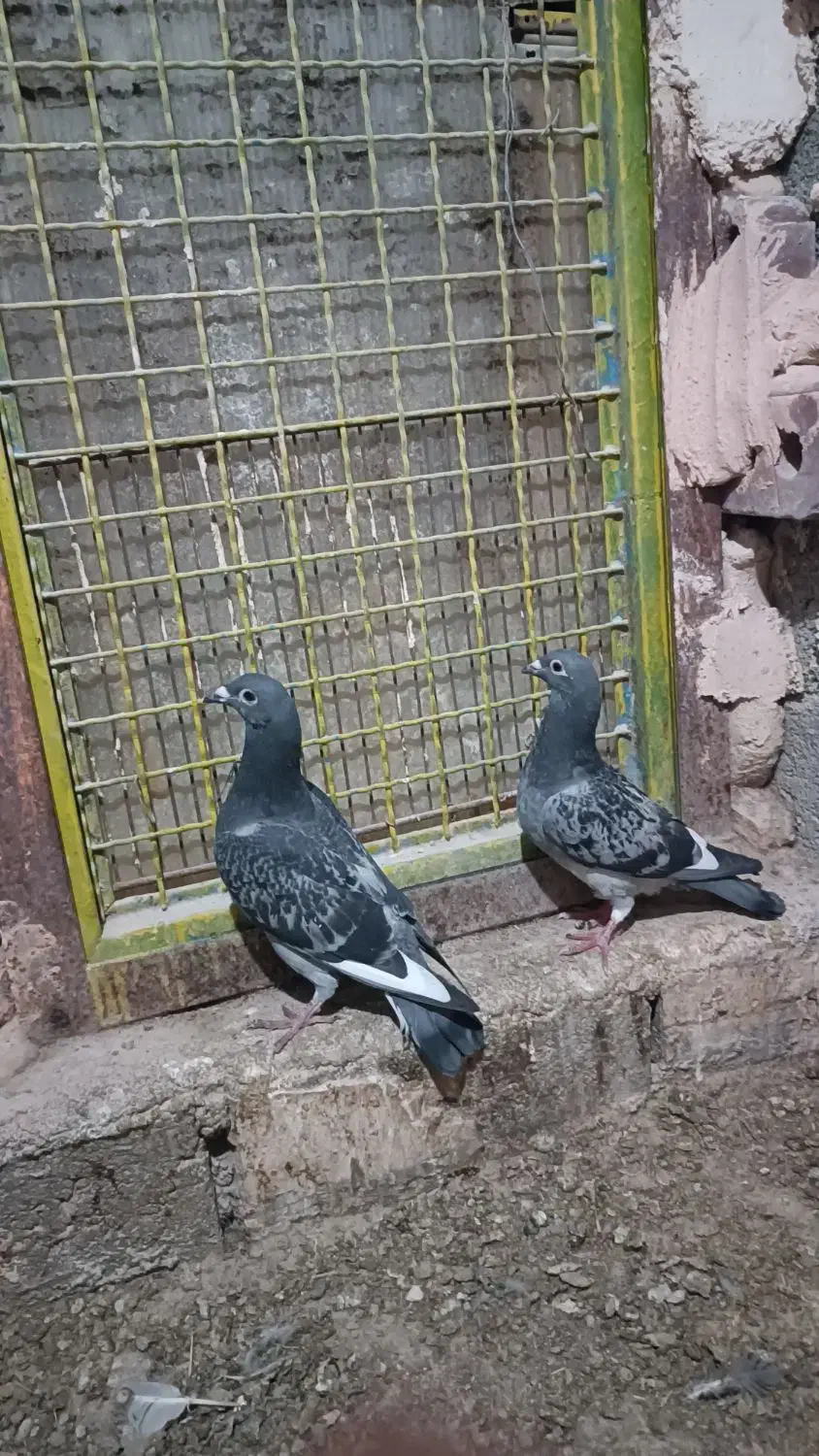 مسافتی|حراج|محمدبار, |دیوار