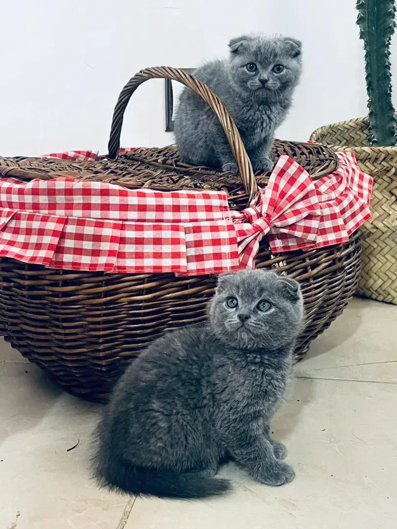 گربه اسکاتیش اصیل|گربه|کرمان, |دیوار